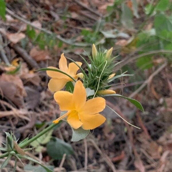 Barleria prionitis Blomma