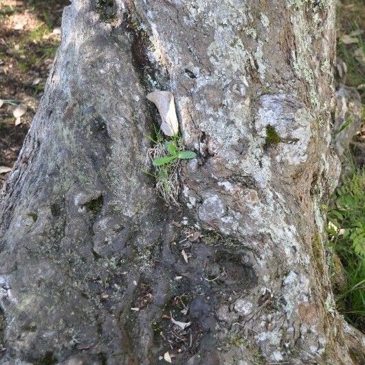 Monimia rotundifolia Bark