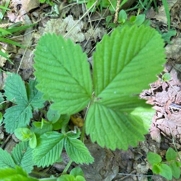 Fragaria moschata 葉