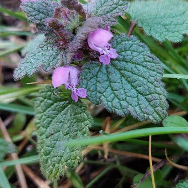 Lamium purpureum Цвят