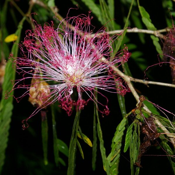 Calliandra magdalenae 形態