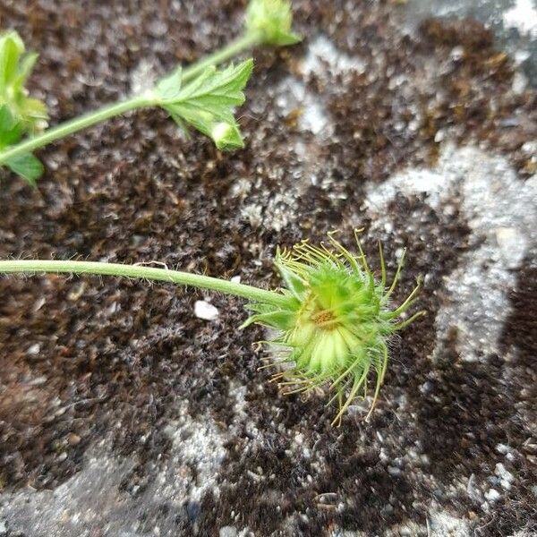 Geum laciniatum Fruit