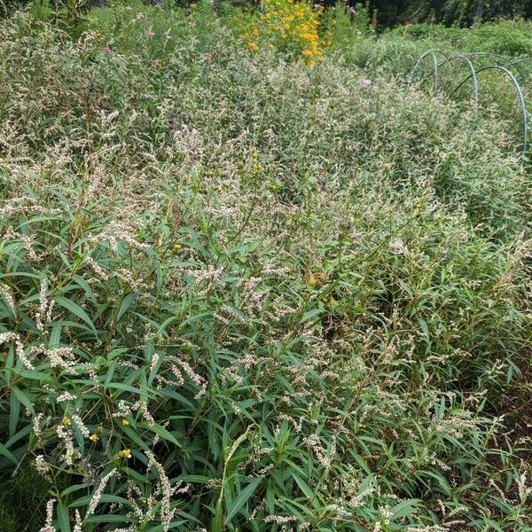 Persicaria decipiens Other