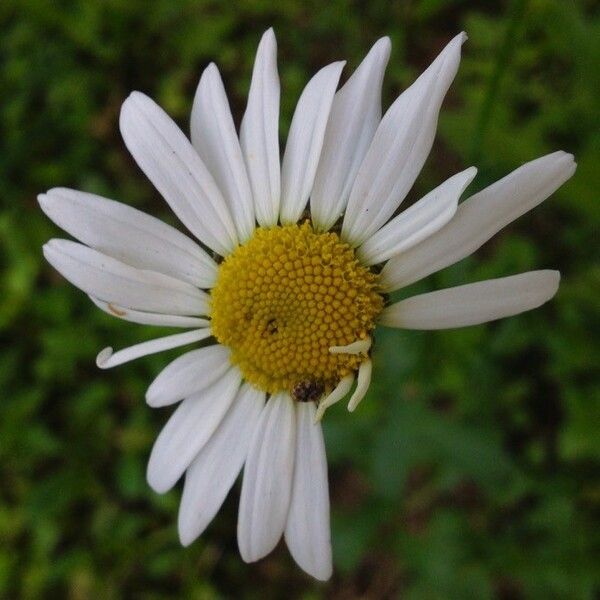 Leucanthemum vulgare Flor