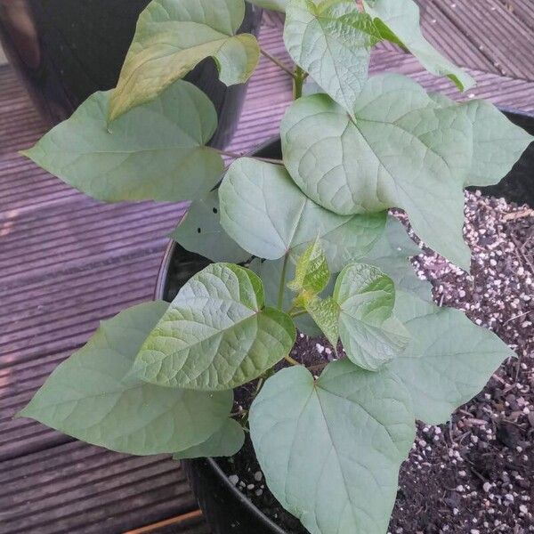 Catalpa ovata Drugo