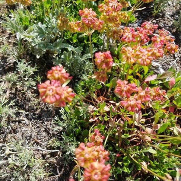 Eriogonum umbellatum Flower