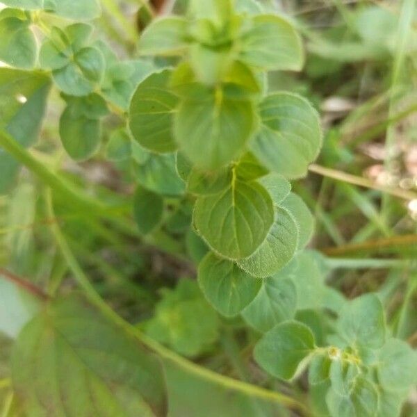 Origanum vulgare Лист