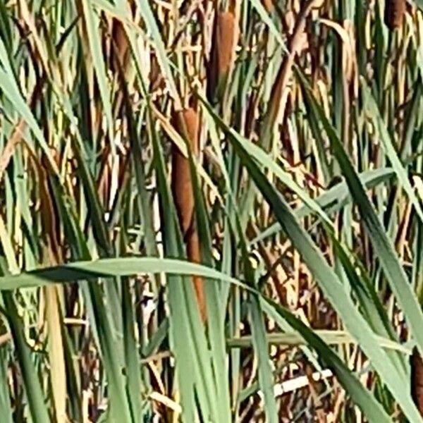 Typha latifolia ᱡᱚ