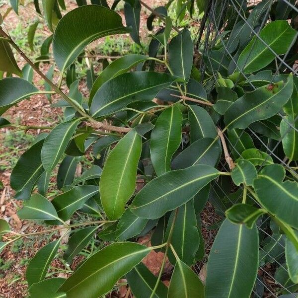 Syzygium guineense List