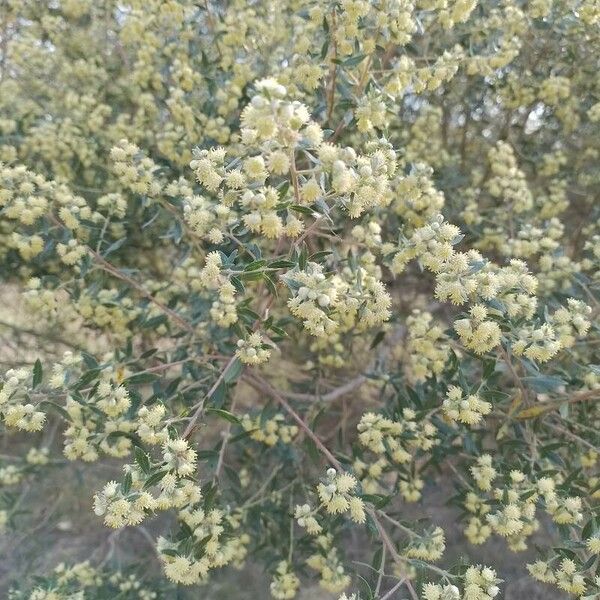 Acacia myrtifolia Flor