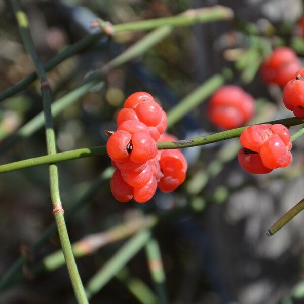 Ephedra distachya फल