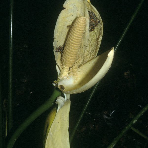 Cyclanthus bipartitus 花