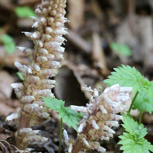 Lathraea japonica