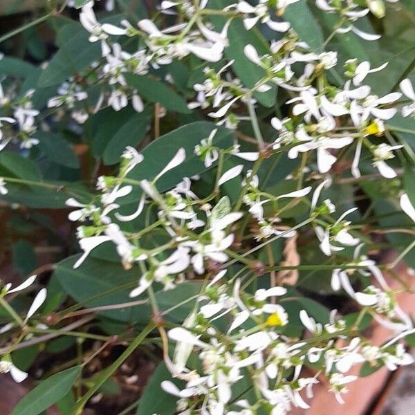 Euphorbia hypericifolia Buveinė