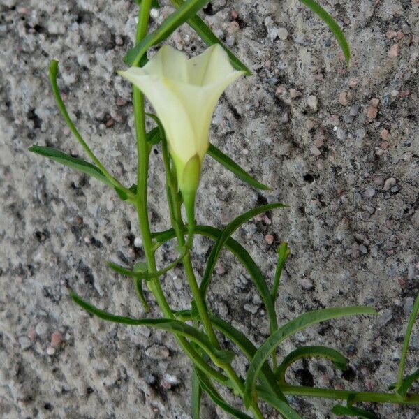 Xenostegia tridentata Хабит