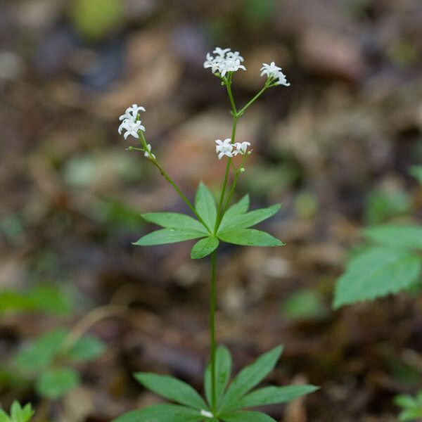 Galium odoratum Flor