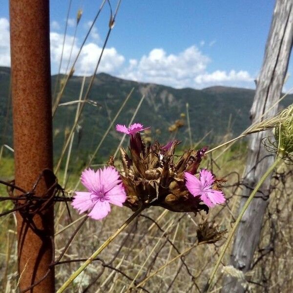 Dianthus carthusianorum Flower