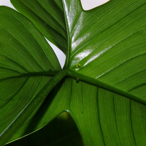 Philodendron pedatum برگ