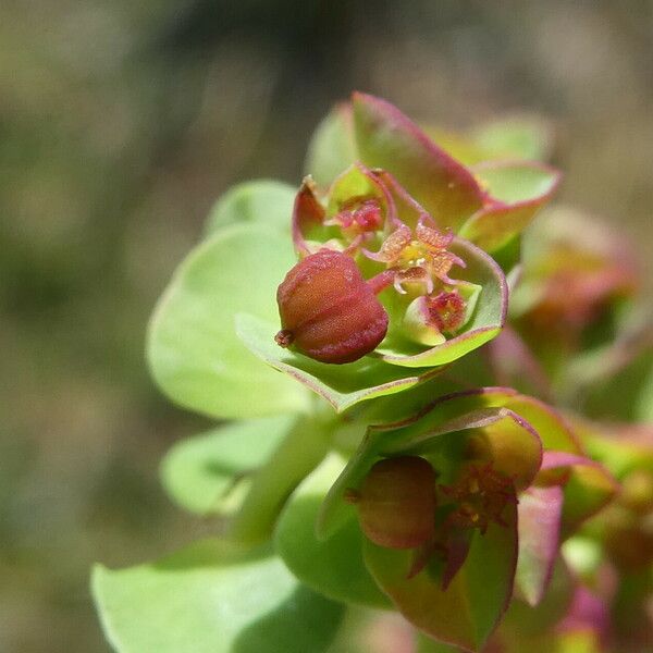 Euphorbia peplus Плод