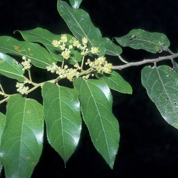 Guazuma ulmifolia Flor