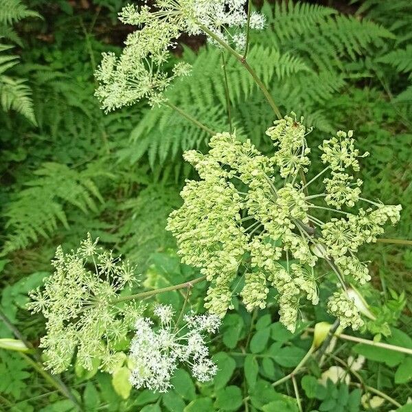 Angelica atropurpurea Flower