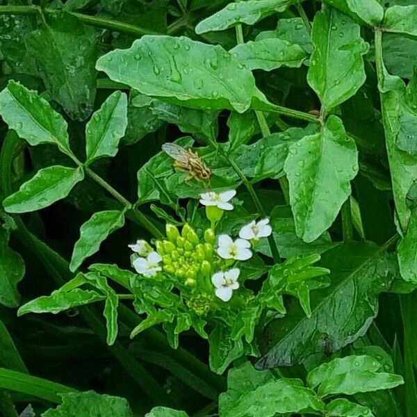 Nasturtium microphyllum Virág