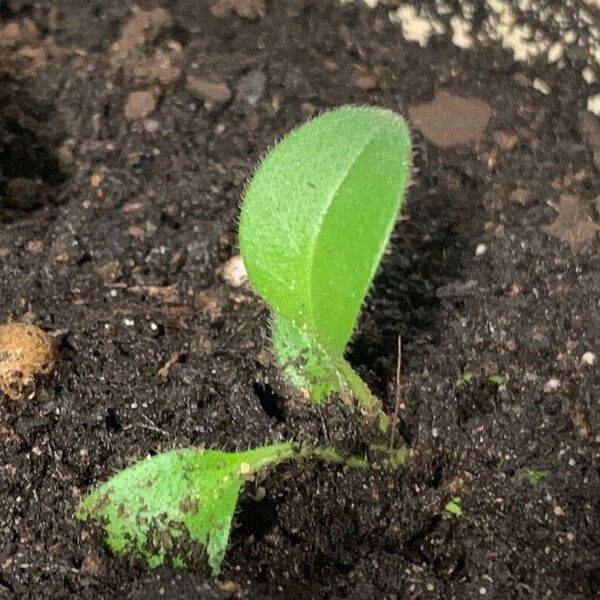 Nicotiana rustica Fuelha