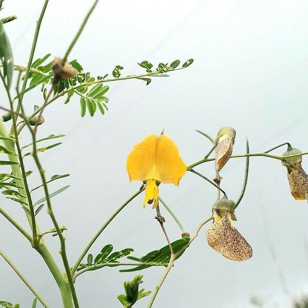 Sesbania sesban Flor