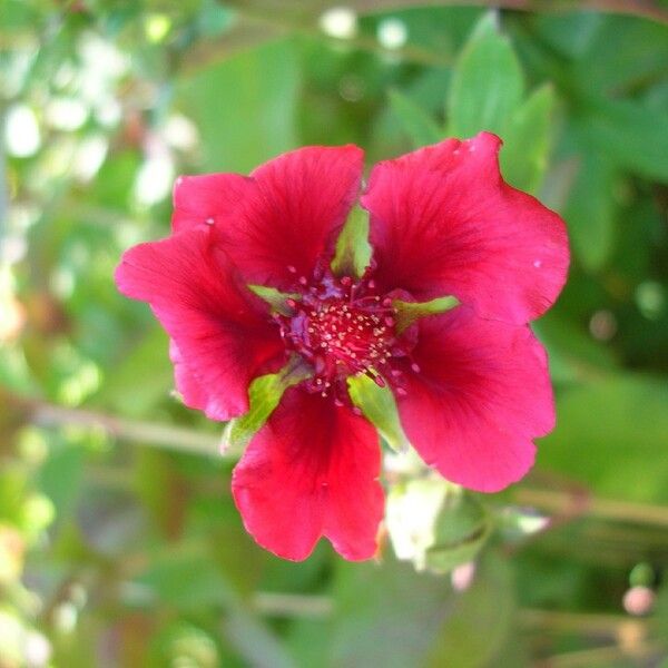 Potentilla thurberi Other