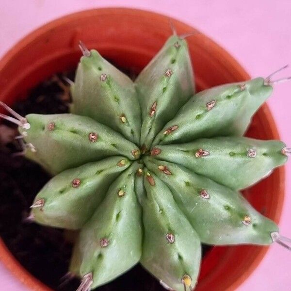 Euphorbia pulvinata ഇല