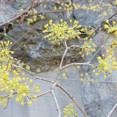 Cornus officinalis Flower