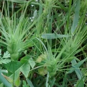 Aegilops geniculata Кветка