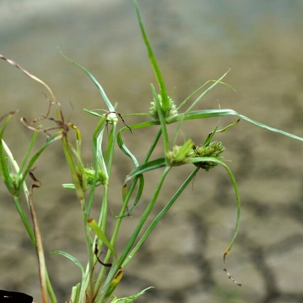 Cyperus michelianus Lehti