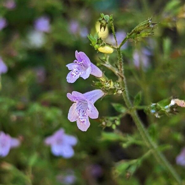 Clinopodium nepeta Floare