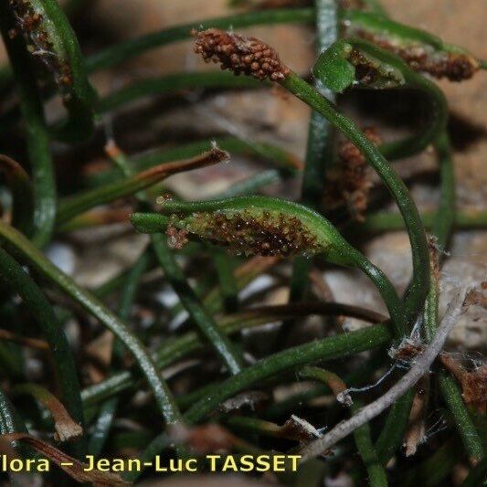 Asplenium seelosii Annet