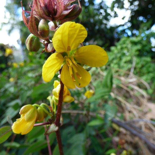 Senna occidentalis പുഷ്പം