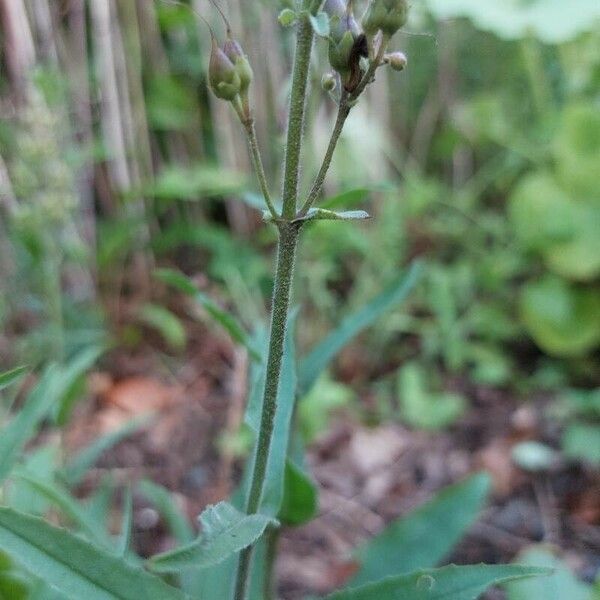 Penstemon pallidus Cortiza