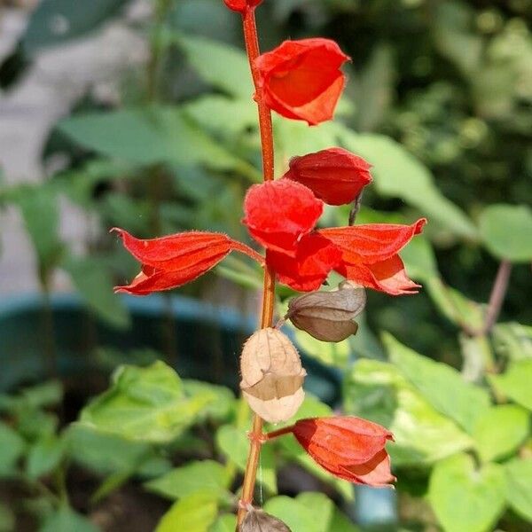 Salvia splendens Flower