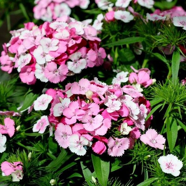 Dianthus barbatus Çiçek