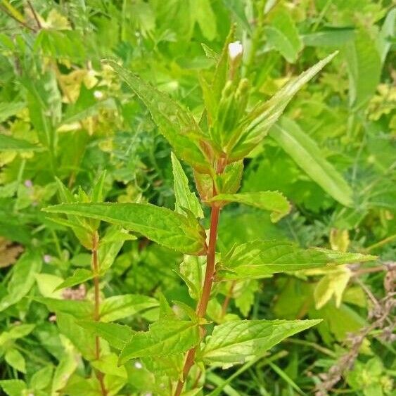 Epilobium ciliatum Blomst