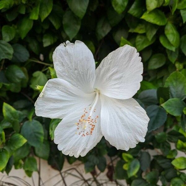 Hibiscus liliiflorus Flor