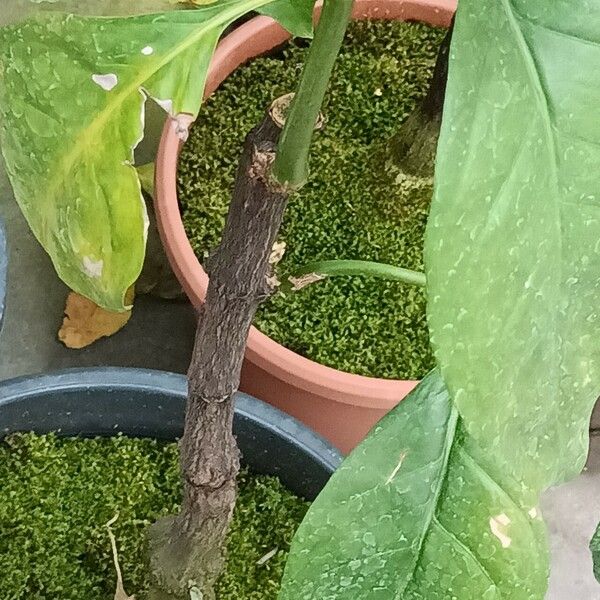 Psychotria calva Bark