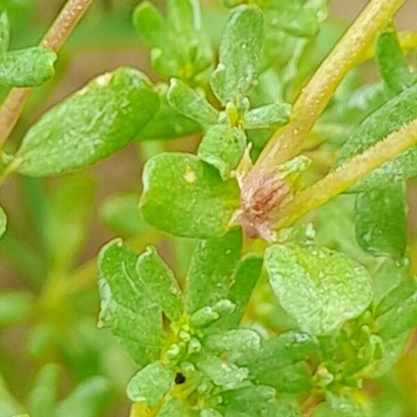 Frankenia pulverulenta Frucht