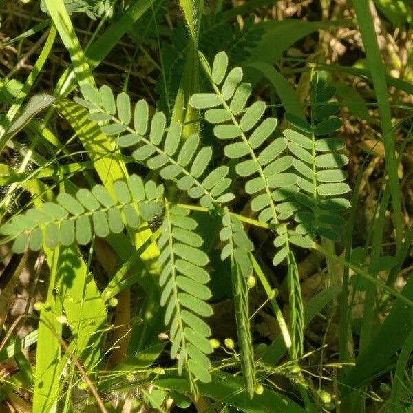 Mimosa quadrivalvis Hoja