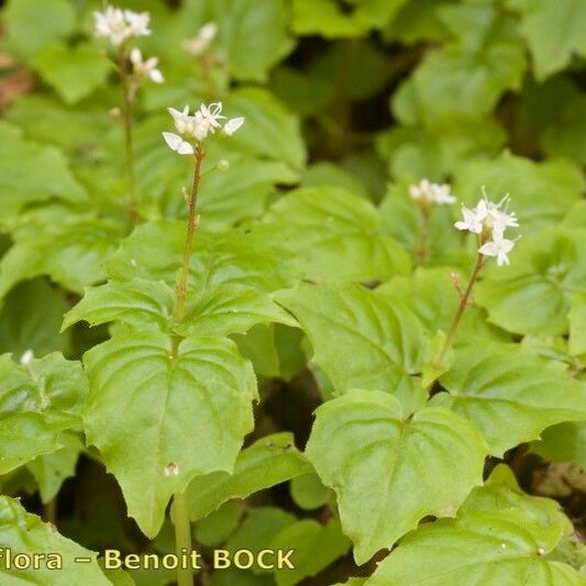 Circaea alpina Outro