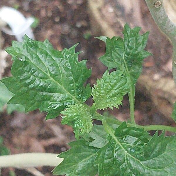 Stachytarpheta urticifolia Lapas