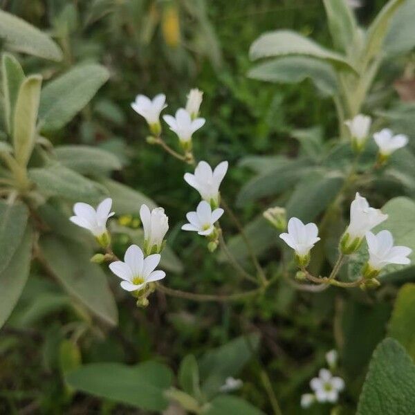 Saxifraga granulata Flor