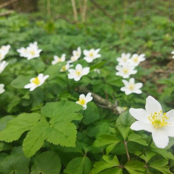 Anemonoides nemorosa Fleur