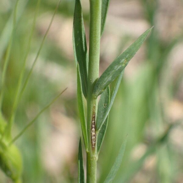 Linum bienne 葉