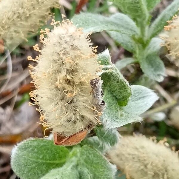 Salix lanata Flor